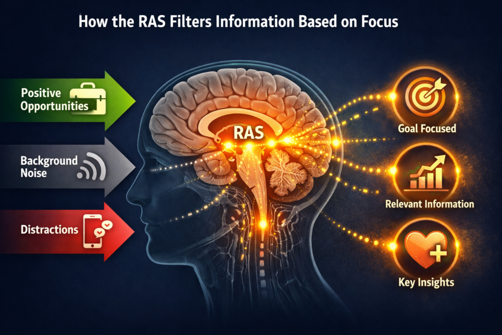 reticular activating system brain attention filtering manifestation neuroscience explanation